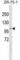 Programmed Cell Death 6 Interacting Protein antibody, abx031319, Abbexa, Western Blot image 