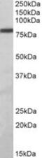 Zinc Finger And BTB Domain Containing 24 antibody, MBS423011, MyBioSource, Western Blot image 