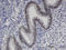 Zinc Finger Protein 24 antibody, LS-C133977, Lifespan Biosciences, Immunohistochemistry paraffin image 