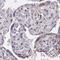 RAB6A, Member RAS Oncogene Family antibody, NBP2-32386, Novus Biologicals, Immunohistochemistry frozen image 