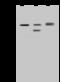 Phenylalanyl-TRNA Synthetase Subunit Alpha antibody, 203088-T46, Sino Biological, Western Blot image 