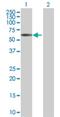 Ras Related GTP Binding D antibody, H00058528-B01P, Novus Biologicals, Western Blot image 