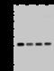 TPD52 Like 2 antibody, 202620-T46, Sino Biological, Western Blot image 