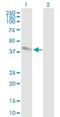 DNA Polymerase Beta antibody, H00005423-B01P, Novus Biologicals, Western Blot image 