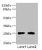 Carcinoembryonic Antigen Related Cell Adhesion Molecule 4 antibody, LS-C675496, Lifespan Biosciences, Western Blot image 