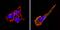 PVR Cell Adhesion Molecule antibody, MA5-13490, Invitrogen Antibodies, Immunofluorescence image 