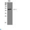 Interferon Regulatory Factor 3 antibody, LS-C813898, Lifespan Biosciences, Western Blot image 