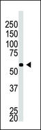 Beta-secretase 2 antibody, LS-C100355, Lifespan Biosciences, Western Blot image 