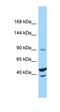 Tripartite Motif Containing 71 antibody, orb331374, Biorbyt, Western Blot image 