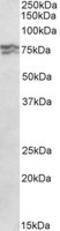 RNA Polymerase I Subunit A antibody, MBS423247, MyBioSource, Western Blot image 