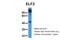 Ephrin B2 antibody, ARP31638_P050, Aviva Systems Biology, Western Blot image 