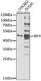 Interferon Regulatory Factor 9 antibody, GTX64555, GeneTex, Western Blot image 