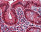 Galectin 4 antibody, 51-972, ProSci, Immunohistochemistry frozen image 