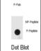 Interferon-inducible double stranded RNA-dependent protein kinase activator A antibody, abx032043, Abbexa, Dot Blot image 