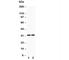 Fas Ligand antibody, R30652, NSJ Bioreagents, Western Blot image 