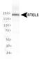 Regulator Of Telomere Elongation Helicase 1 antibody, PA5-72995, Invitrogen Antibodies, Western Blot image 