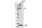 Piwi Like RNA-Mediated Gene Silencing 2 antibody, 5940P, Cell Signaling Technology, Western Blot image 
