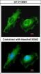 Integral Membrane Protein 2B antibody, GTX119361, GeneTex, Immunocytochemistry image 