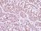 Interferon Regulatory Factor 9 antibody, NBP2-16991, Novus Biologicals, Immunohistochemistry frozen image 