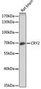 Cryptochrome Circadian Regulator 2 antibody, 22-533, ProSci, Western Blot image 
