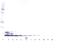 Resistin antibody, XP-5260, ProSci, Western Blot image 