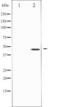 FIP3 antibody, TA325562, Origene, Western Blot image 