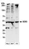 SDS3 Homolog, SIN3A Corepressor Complex Component antibody, A300-235A, Bethyl Labs, Western Blot image 