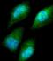 Cystathionine-Beta-Synthase antibody, A00130-2, Boster Biological Technology, Immunofluorescence image 