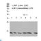Cystatin A antibody, LS-C813829, Lifespan Biosciences, Western Blot image 