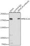 Phosphatidylinositol-4-Phosphate 3-Kinase Catalytic Subunit Type 2 Alpha antibody, GTX65983, GeneTex, Immunoprecipitation image 