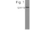 Heat Shock Protein Family A (Hsp70) Member 5 antibody, PA1-014A, Invitrogen Antibodies, Western Blot image 