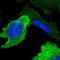 Annexin A1 antibody, HPA011272, Atlas Antibodies, Immunofluorescence image 