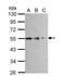 Tubulin beta-1 chain antibody, NBP2-15584, Novus Biologicals, Western Blot image 