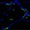 Surfactant Protein B antibody, MA1-204, Invitrogen Antibodies, Immunofluorescence image 