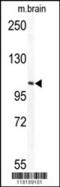 Tectonin Beta-Propeller Repeat Containing 1 antibody, 62-876, ProSci, Western Blot image 