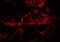 Caveolae Associated Protein 1 antibody, A31732, Boster Biological Technology, Immunofluorescence image 