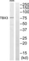 T-box transcription factor TBX3 antibody, abx015033, Abbexa, Western Blot image 