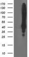 Musashi RNA Binding Protein 1 antibody, LS-C172587, Lifespan Biosciences, Western Blot image 
