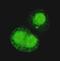 Tripartite Motif Containing 28 antibody, GTX49179, GeneTex, Immunofluorescence image 