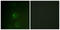 Cbl Proto-Oncogene antibody, LS-C117635, Lifespan Biosciences, Immunofluorescence image 