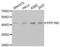 Protein Phosphatase 1 Regulatory Subunit 8 antibody, abx004654, Abbexa, Western Blot image 