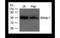 PR/SET Domain 1 antibody, MBS835380, MyBioSource, Western Blot image 