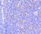 Mitogen-Activated Protein Kinase Kinase 1 antibody, NBP2-67522, Novus Biologicals, Immunohistochemistry paraffin image 