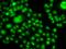 SRY-Box 14 antibody, LS-C748713, Lifespan Biosciences, Immunofluorescence image 