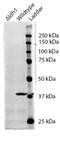 Isocitrate Dehydrogenase (NADP(+)) 1, Cytosolic antibody, EB10652, Everest Biotech, Western Blot image 