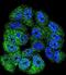 ABL Proto-Oncogene 1, Non-Receptor Tyrosine Kinase antibody, LS-C99162, Lifespan Biosciences, Immunofluorescence image 