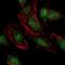 NEDD8 Ubiquitin Like Modifier antibody, NBP2-37523, Novus Biologicals, Immunofluorescence image 