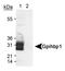 Glycosylphosphatidylinositol Anchored High Density Lipoprotein Binding Protein 1 antibody, NB110-41539, Novus Biologicals, Western Blot image 