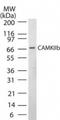Calcium/Calmodulin Dependent Protein Kinase II Beta antibody, NB120-22131, Novus Biologicals, Western Blot image 