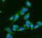 Adenylate Kinase 1 antibody, PB10033, Boster Biological Technology, Immunofluorescence image 